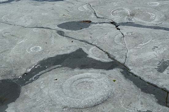 ammonite graveyard lyme regis