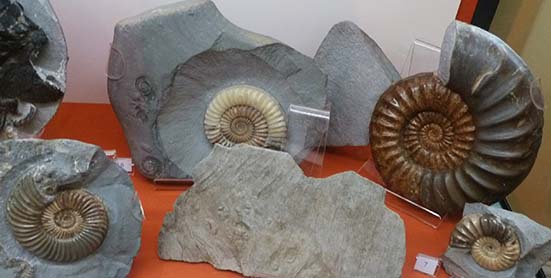 ammonites