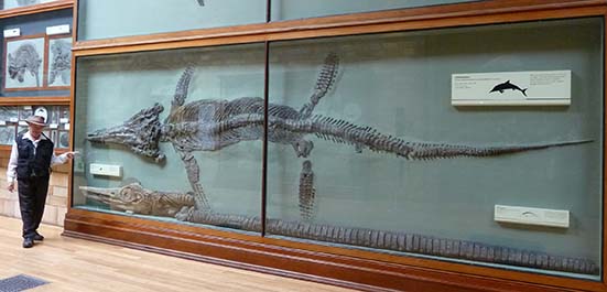 ichthyosaur fossils